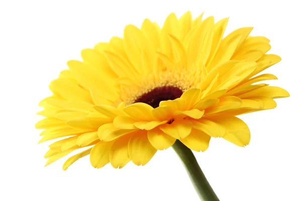 Beautiful gerbera — Stock Photo, Image