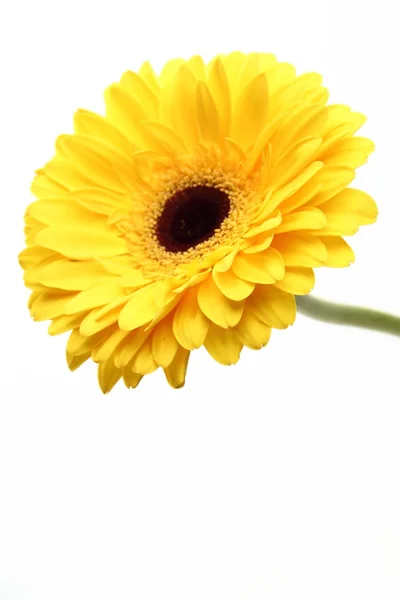 Bela Gerbera de perto — Fotografia de Stock