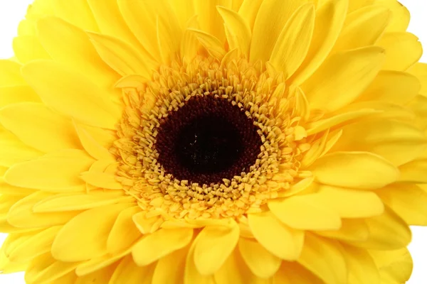 Beautiful gerbera close up — Stock Photo, Image