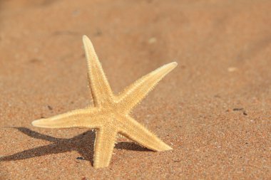 Deniz yıldızı kum üzerinde