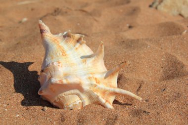 Seashell kum üzerinde