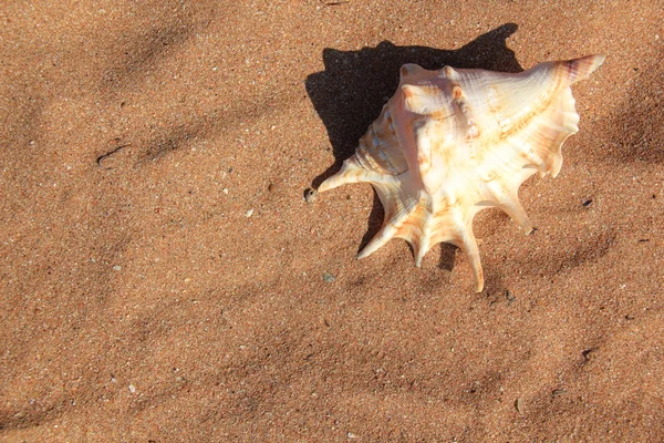 Seashell on sand — Stock Photo, Image