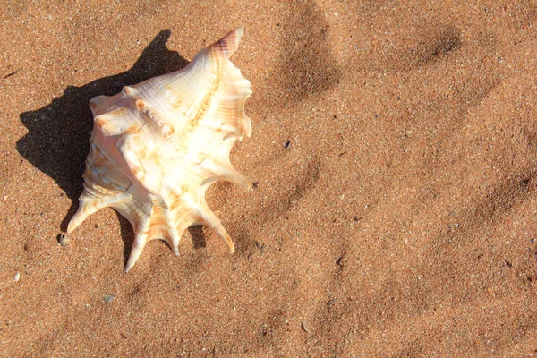 Seashell-homok — Stock Fotó