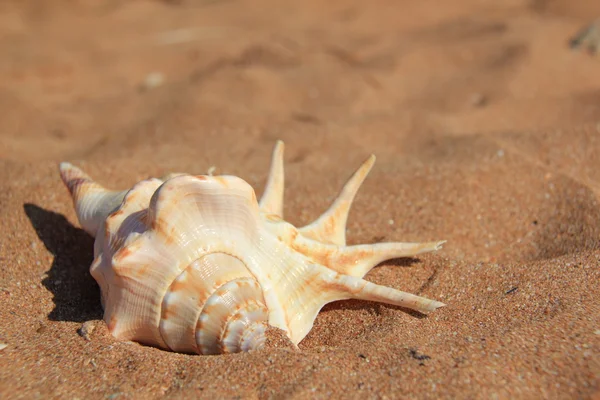 Muschel auf Sand — Stockfoto