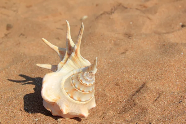 Muschel auf Sand — Stockfoto