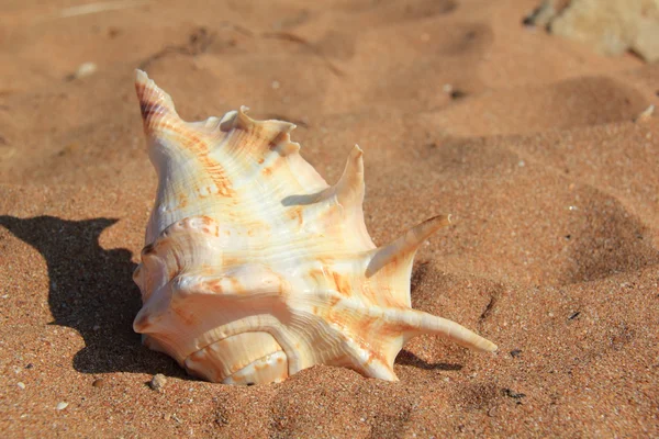 Muschel auf Sand — Stockfoto