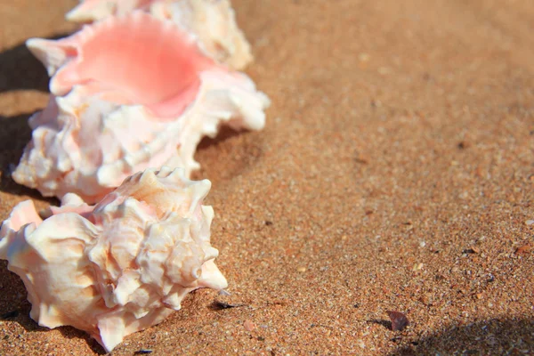 Muscheln auf Sand — Stockfoto