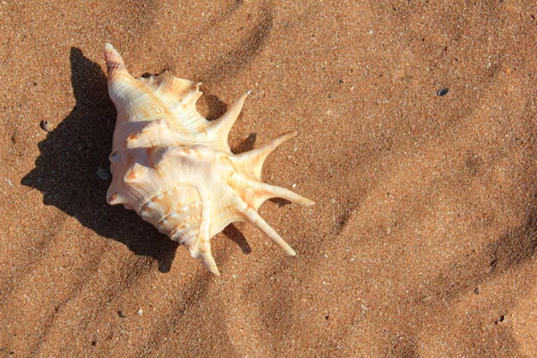 Seashell on sand — Stock Photo, Image