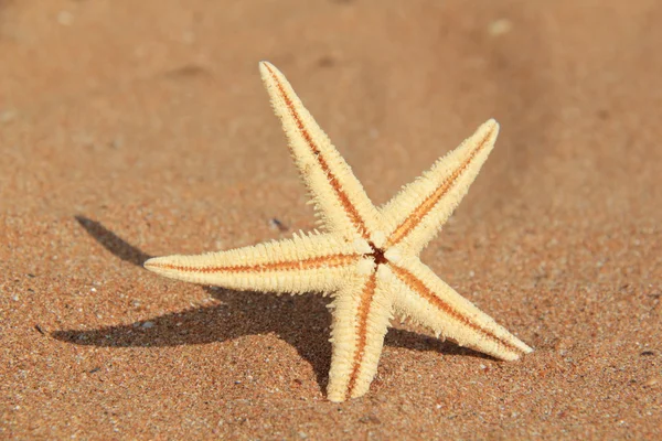 Søstjerner på sand - Stock-foto