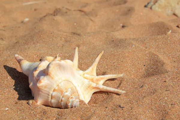 Muschel auf Sand — Stockfoto