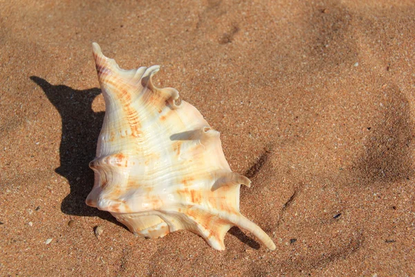 Seashell on sand — Stock Photo, Image