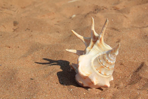 Muschel auf Sand — Stockfoto