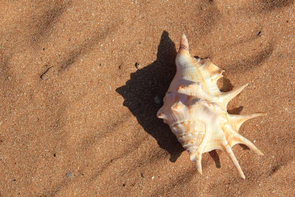 Muschel auf Sand — Stockfoto