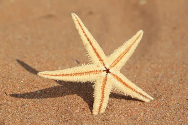 Starfish na areia do mar — Fotografia de Stock
