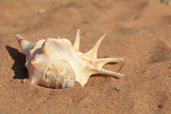 Seashell on sand — Stock Photo, Image