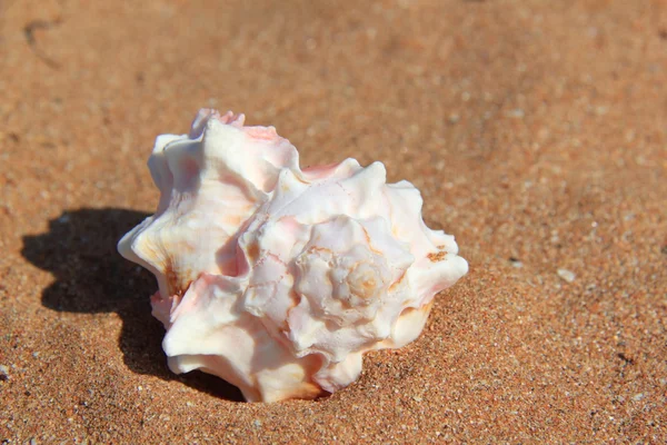 Conchas exóticas na areia — Fotografia de Stock