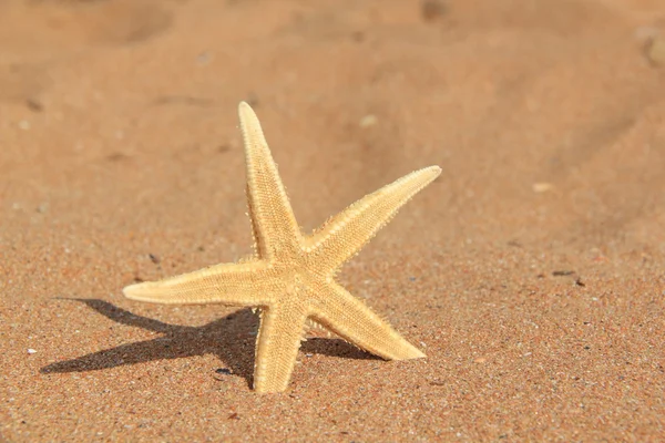 Starfish on sand — Stock Photo, Image