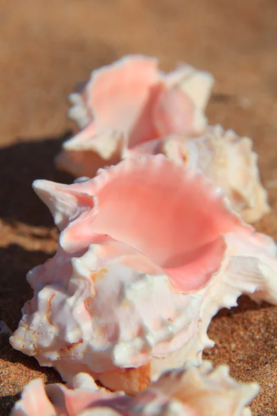 Exotische Muscheln im Sand — Stockfoto