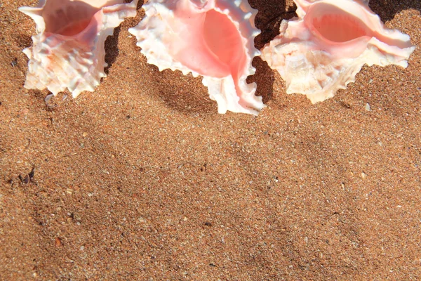 Sea shell lying on sand — Stock Photo, Image