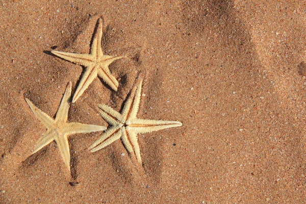 Seestern auf Sand — Stockfoto