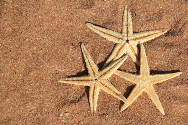 Bintang laut di pasir — Stok Foto