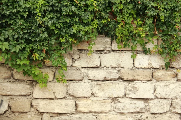 Bakstenen muur en groene bladeren — Stockfoto