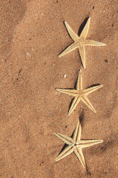 在沙滩上的海星 — 图库照片