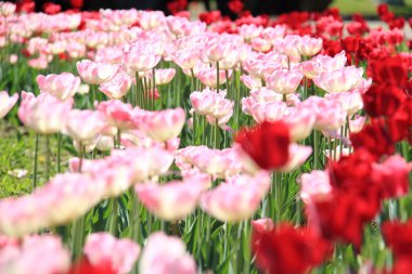 açık renkli Lale park, Ukrayna, poltava içinde görüntüsünü