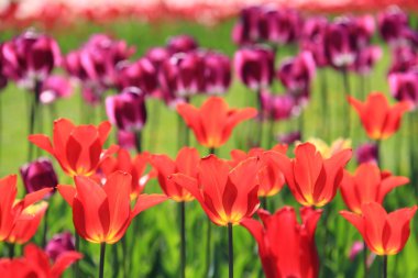 açık renkli Lale park, Ukrayna, poltava içinde görüntüsünü.
