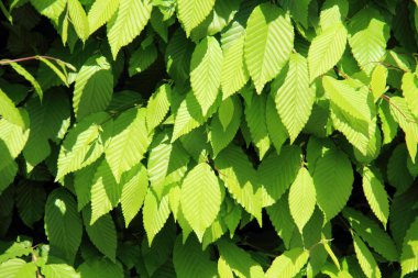 yeşil yapraklar arkaplan