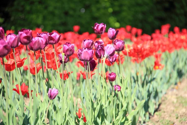 Внешнее изображение красочных тюльпанов в парке, Украина, Полтава — стоковое фото