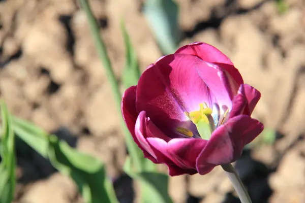 Imagem ao ar livre de tulipas coloridas no parque, Ucrânia, Poltava — Fotografia de Stock