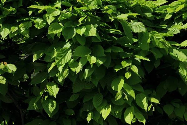 Green leaves background,outdoors — Stock Photo, Image