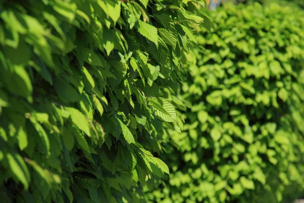 Gröna blad bakgrund, utomhus — Stockfoto