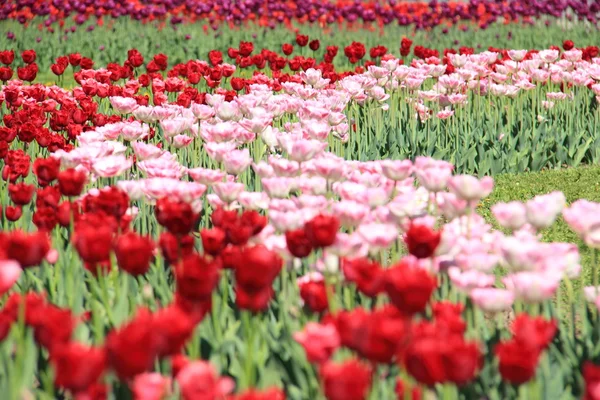 Odkryty obraz kolorowe tulipany w parku, Ukraina, Połtawa — Zdjęcie stockowe