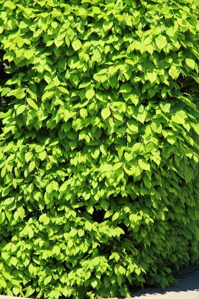 Gröna blad bakgrund, utomhus — Stockfoto