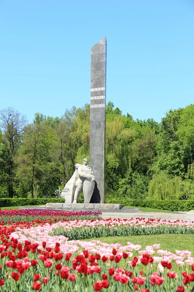Campo di tulipani sopra monumento di gloria, Ucraina, Poltava — Foto Stock