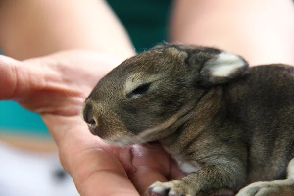 Weibliche Hände halten ein kleines Kaninchen im Freien — Stockfoto