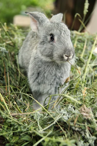 Belo coelhinho sentado na grama ao ar livre — Fotografia de Stock