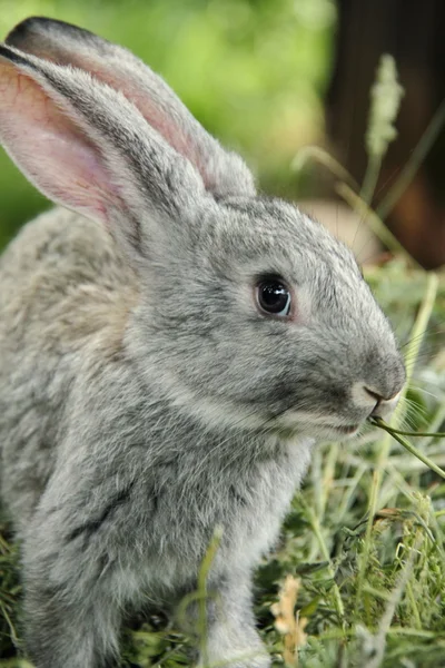 Krásný králíček sedící v trávě venku — Stock fotografie