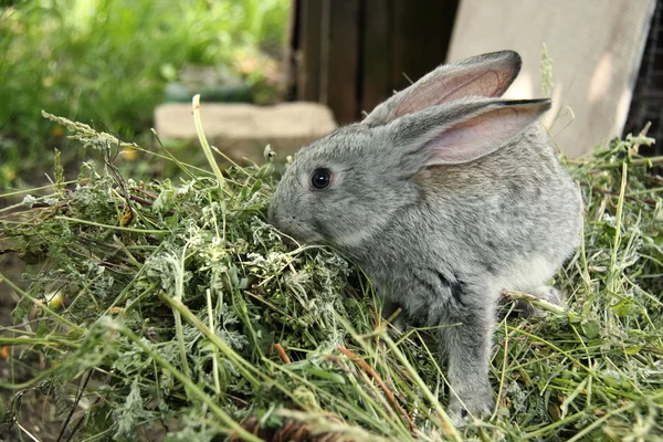 Beautiful little rabbit sitting in the grass outdoors — Stock Photo, Image