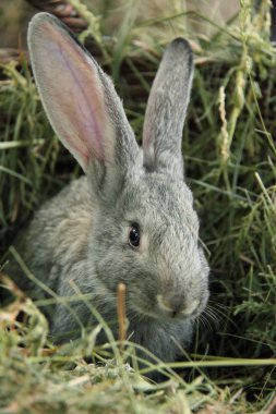güzel küçük tavşan çim açık havada oturma
