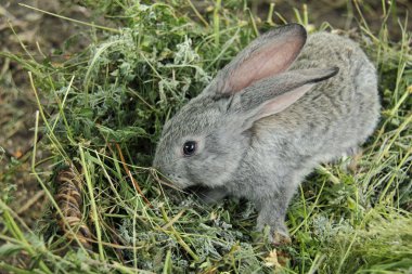 güzel küçük tavşan çim açık havada oturma