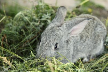 güzel küçük tavşan çim açık havada oturma