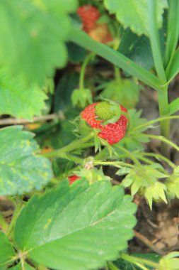 Taze kırmızı çilek çalısı