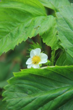 Yeşil çalı çiçek bahar çilek