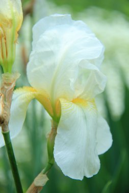 bahar bahçe içinde güzel beyaz süsen