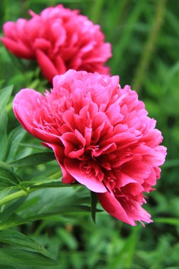 Bahçedeki pembe şakayık çiçeği