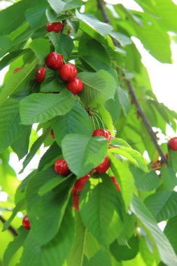 bahar bahçe olgunlaşmamış meyveleri ile kiraz ağacı