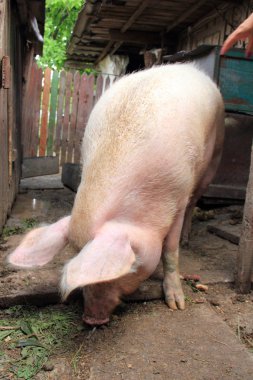 Ukraynalı çiftlik domuzları